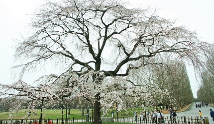 萬博紀念公園太陽之塔下的櫻花樹,遊客在櫻花樹下漫步