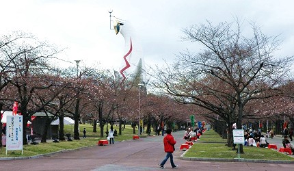 萬博紀念公園櫻花季期間,廣場步道旁的櫻花樹尚未完全盛開,遊客漫步其中