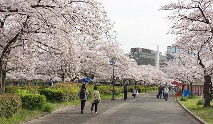 大阪櫻花2026毛馬櫻之宮公園櫻花河畔圖