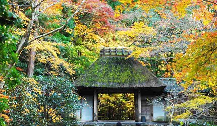 法然院茅葺屋頂的山門被紅葉環繞，展現京都秋天靜謐風情