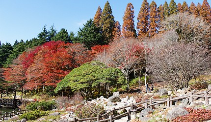 步道蜿蜒穿過多樣樹種交織呈現秋日景致