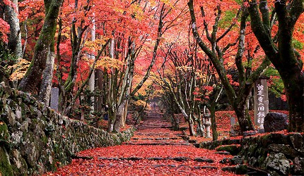 石階小徑延伸於紅葉林中,地面覆滿落葉