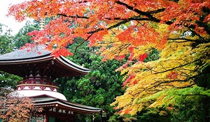 透過紅葉前景拍攝的高野山景觀