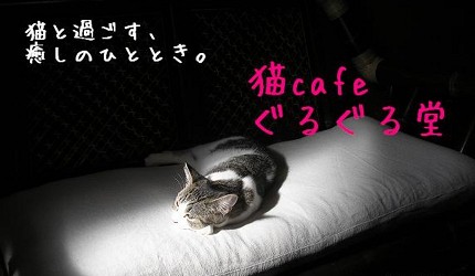 道頓堀鬧市中的猫cafeぐるぐる堂