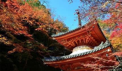 紅葉的襯托下更凸顯多寶塔的莊嚴感