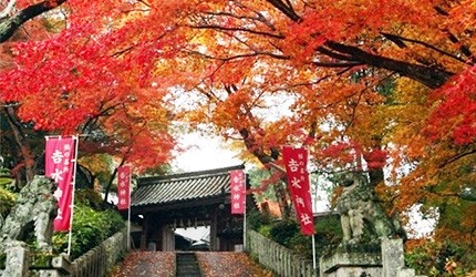 通往吉野山神社的石階兩側立有石獅與旗幟,紅葉滿布上方樹梢