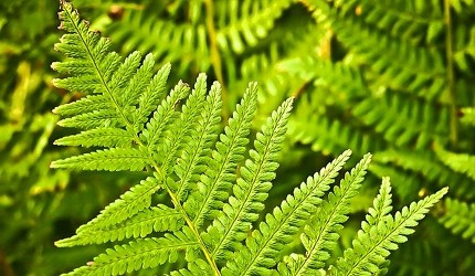 日本新年的傳統習俗食物及擺設中的鏡餅擺設的裏白
