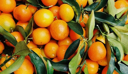 日本新年的傳統習俗食物及擺設中的鏡餅擺設中的蜜柑