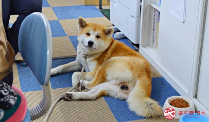 秋田縣大館市秋田犬會館