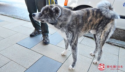 秋田縣大館市秋田犬