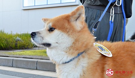 秋田縣大館市秋田犬