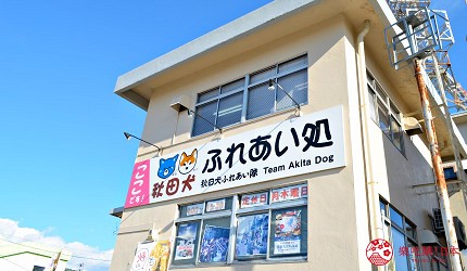 秋田縣大館市秋田犬同樂處