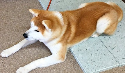 秋田縣大館市秋田犬同樂處