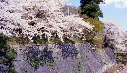 春季櫻花盛開的日本城跡石垣景觀,淡粉色櫻花沿著高聳石牆綻放,形成層次分明的櫻花景色
