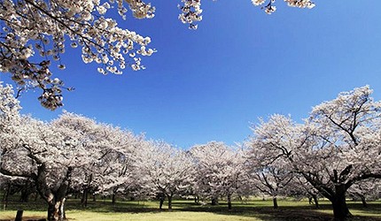 國營昭和紀念公園盛開的櫻花