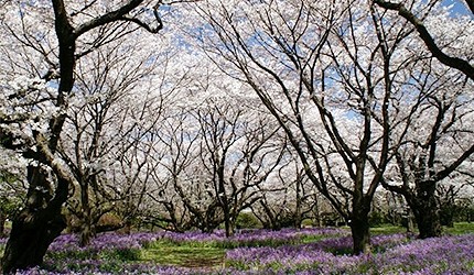 國營昭和紀念公園盛開的櫻花及地上紫色的花