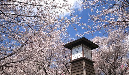 飛鳥山公園內的時鐘及盛開的櫻花樹