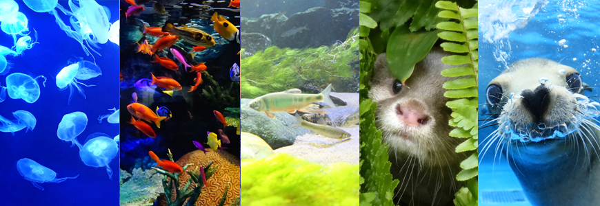 池袋推薦景點「陽光水族館」可看見的水母、小丑魚與海豹等水中生物