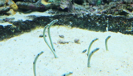 池袋陽光水族館的花園鰻