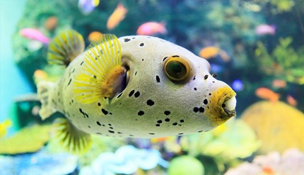 池袋陽光水族館的河豚