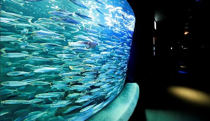 斑點蓋紋沙丁魚的魚群