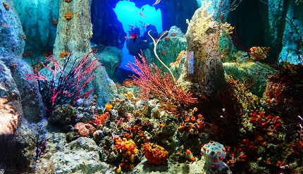 池袋陽光水族館的珊瑚