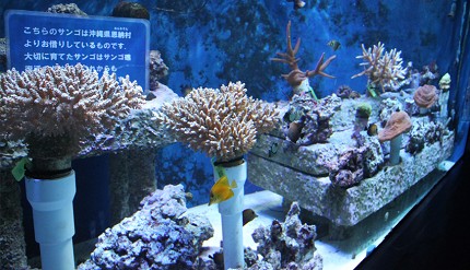 池袋陽光水族館中展示著來自沖繩的珊瑚