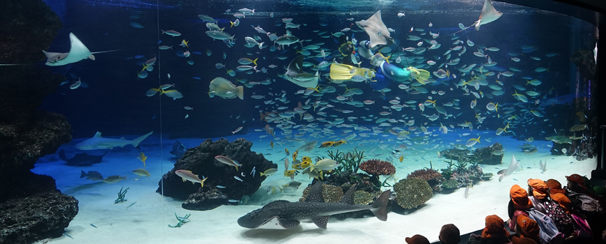 池袋陽光水族館的陽光岩礁水槽