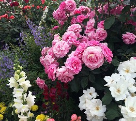山下公園玫瑰
