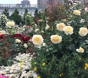 山下公園玫瑰