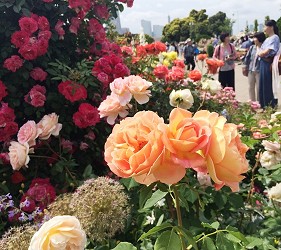 山下公園玫瑰