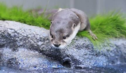 池袋陽光水族館的水獺們