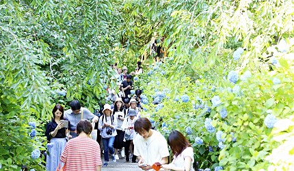 明月院紫陽花