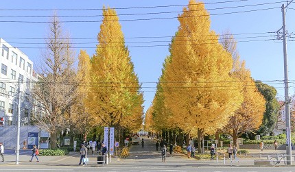 兩側的金黃色銀杏步道,左側有一棟白色房子