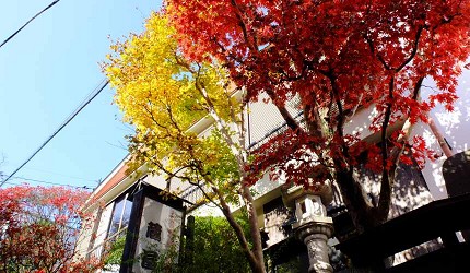 御嶽御岳山奧多摩湖賞楓紅葉散步一日遊