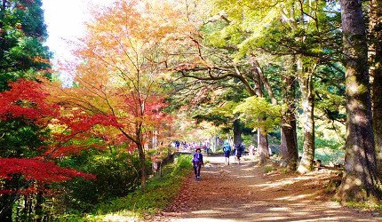 御嶽御岳山奧多摩湖賞楓紅葉散步一日遊