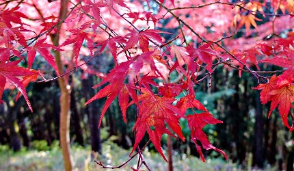 御嶽御岳山奧多摩湖賞楓紅葉散步一日遊