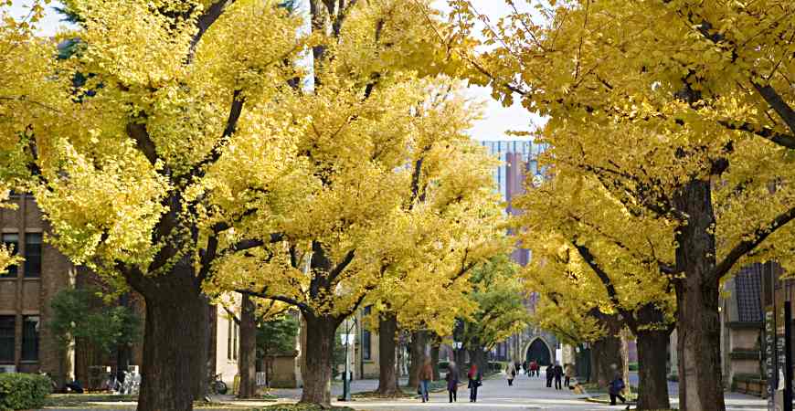 東京大學慶應義塾大學早稻田大學