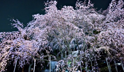 東京六義園夜櫻