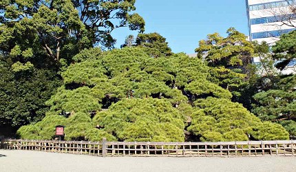 濱離宮恩賜庭園三百年大松