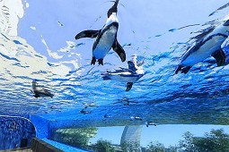 水族館門票-200日圓<br>瞭望台門票-100日圓