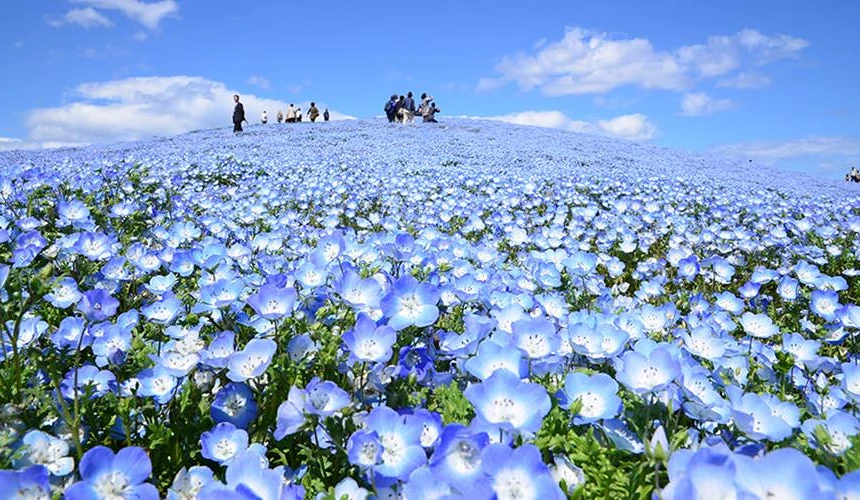 粉藍色的粉蝶花花海