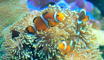 池袋陽光水族館的公主小丑魚