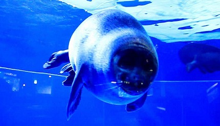 池袋陽光水族館的海豹