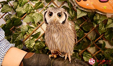 東京購物推薦aeonmall永旺夢樂城幕張新都心親子MOFF動物咖啡廳MOFFアニマルカフェ