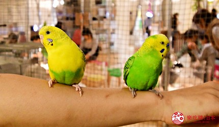 東京購物推薦aeonmall永旺夢樂城幕張新都心親子MOFF動物咖啡廳MOFFアニマルカフェ